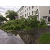 Поваленное дерево - 2.jpg